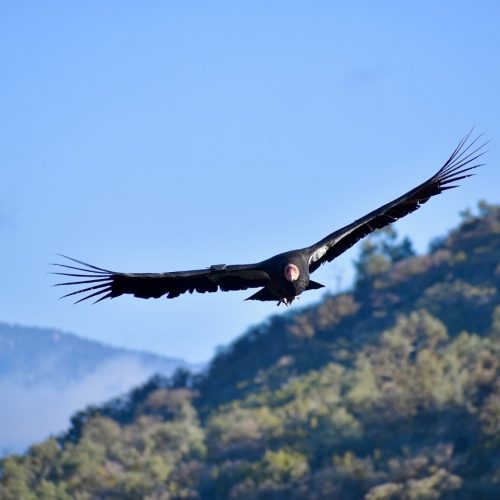 condor2